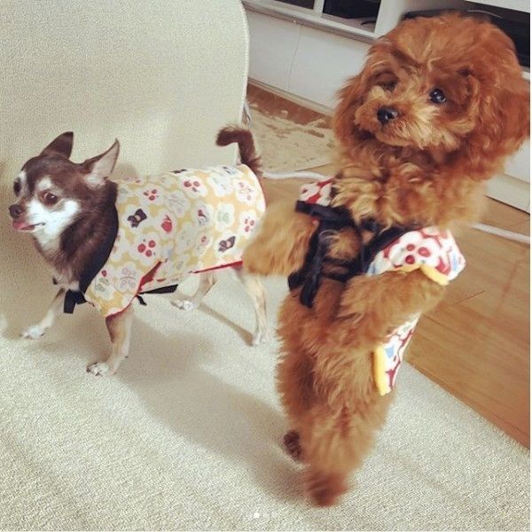 チワワとトイプードル