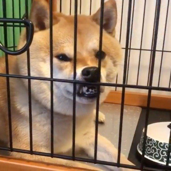 仕事に出る飼い主さんにまさかの反応をする柴犬