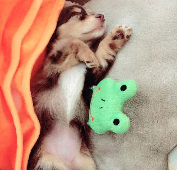 眠るミニチュア・ダックス・フンド