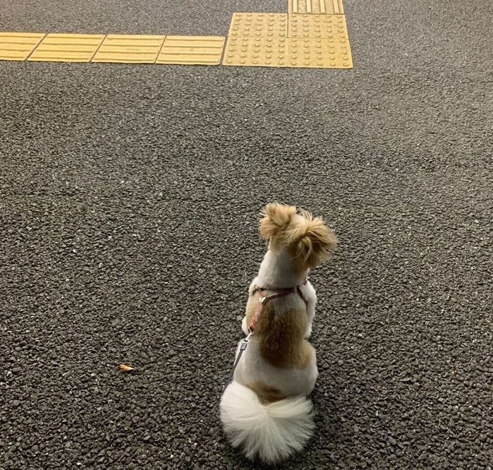 駅で家族を待つ様子のぽん酢ちゃん
