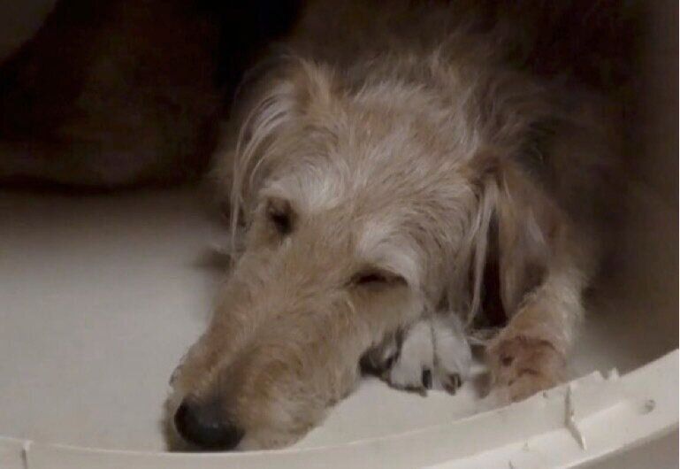 セラピードッグの休息の場面（アニマルセラピーの動画より）