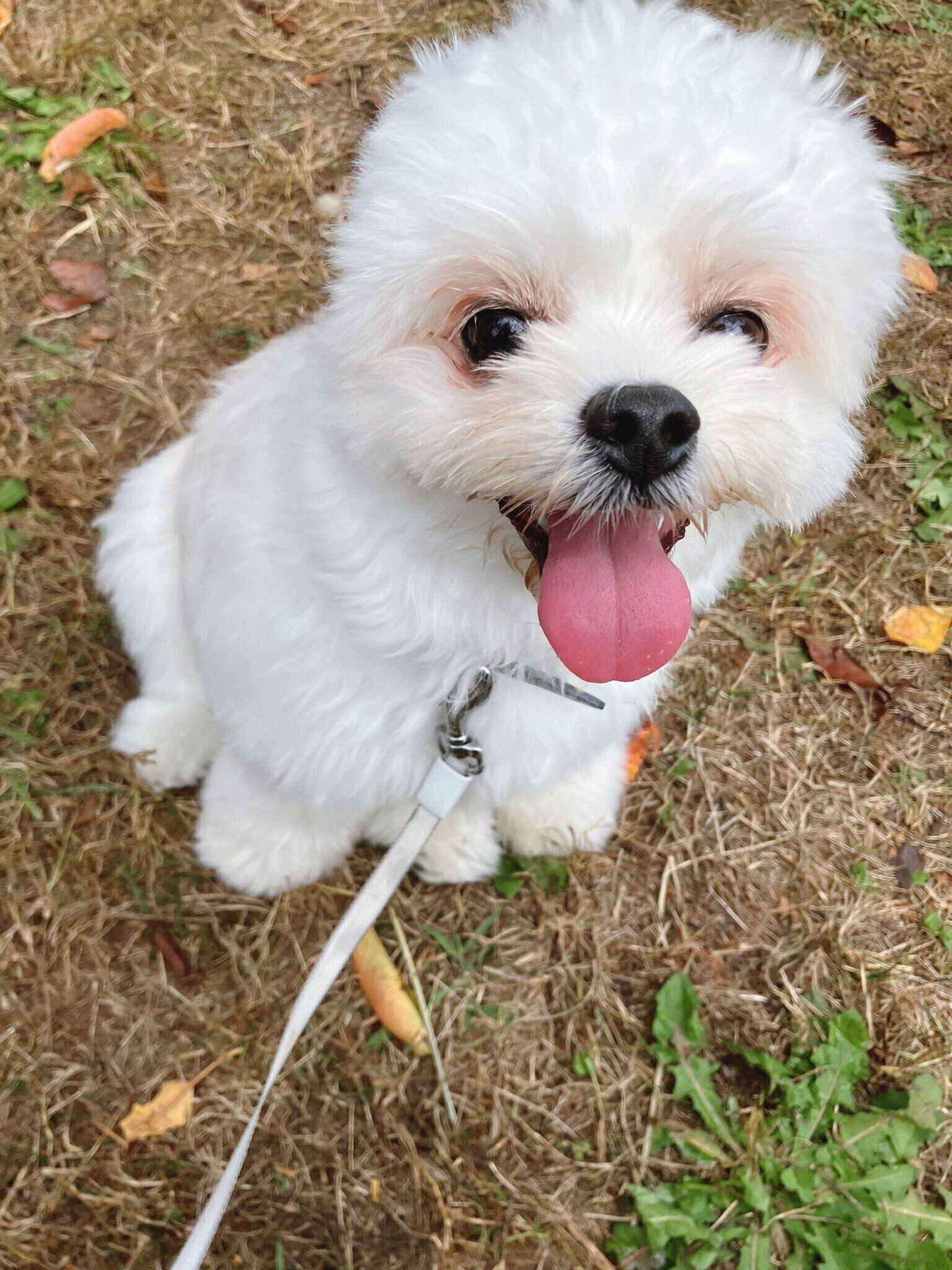 生後11カ月頃の犬