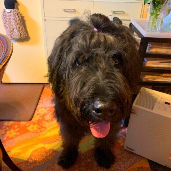 ブービエ・デ・フランダースのニポポくん