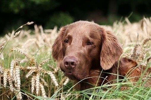フラットコーテッド・レトリーバー