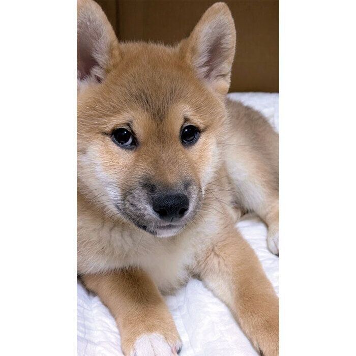 お迎え初日の茶太郎くん