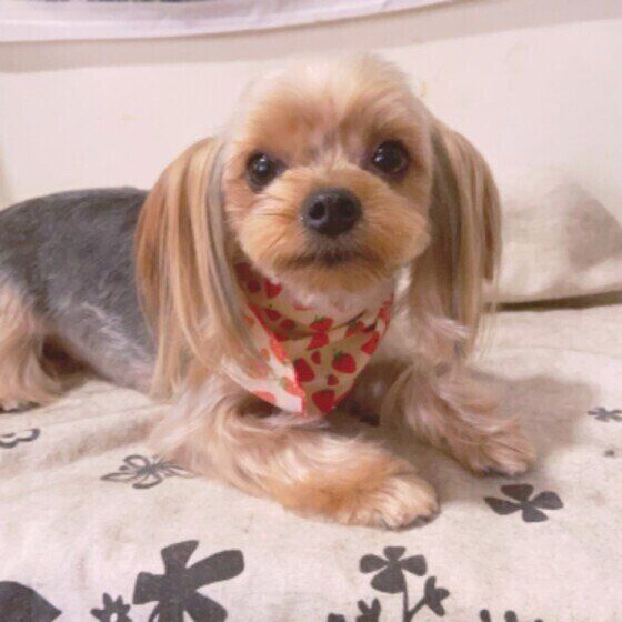 犬の体には鎖骨がない？ 注意するべき動作とは いぬのきもち