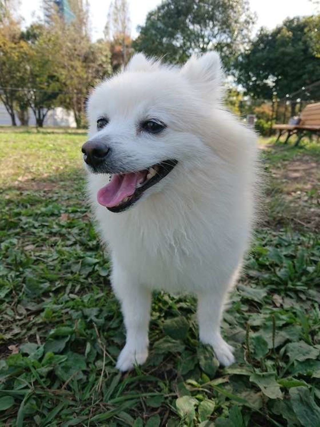 初心者の共働きでも犬が飼いたい どんな犬種ならok いぬのきもちweb Magazine 初心者の共働きでも犬が飼いたい どんな犬種ならok いぬのきもちweb Magazine