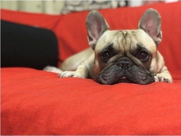 アクロバティックなフレンチ・ブルドッグ