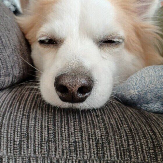 気持ちよさそうに目を瞑るげんきくん