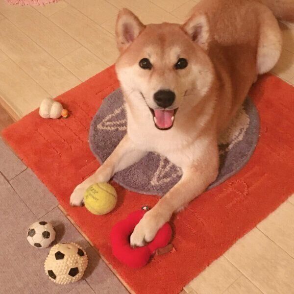 おもちゃを並べる栗太郎くん