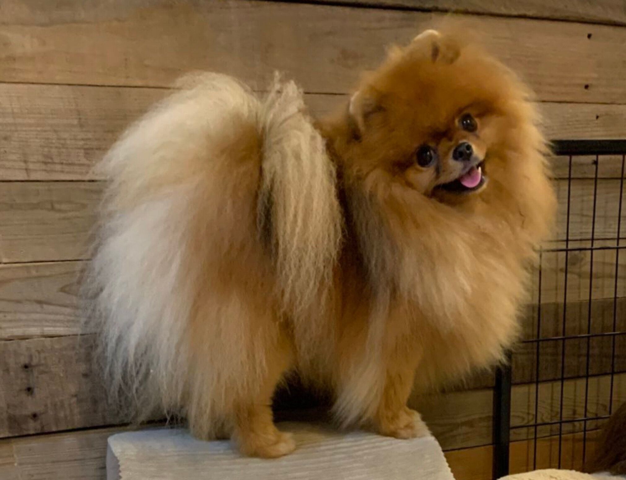 成長したうりくん