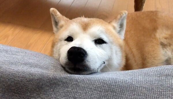 見つめるロペさん