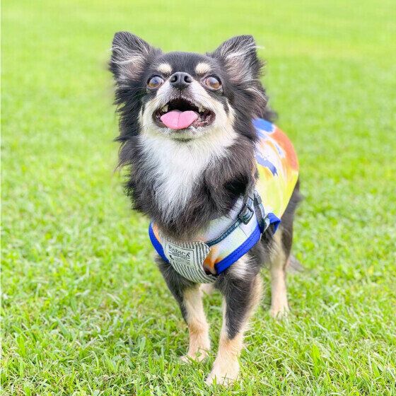 ドッグランでご機嫌の快くん