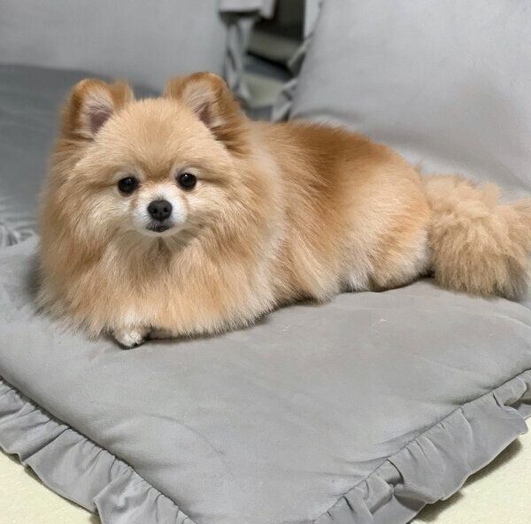 くつろぐポメくん