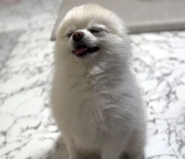 アザラシ化するぽんちゃん