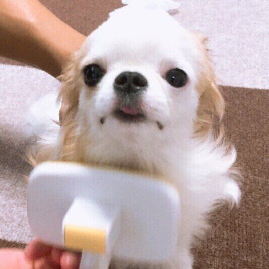 ブラッシングされるチワワ