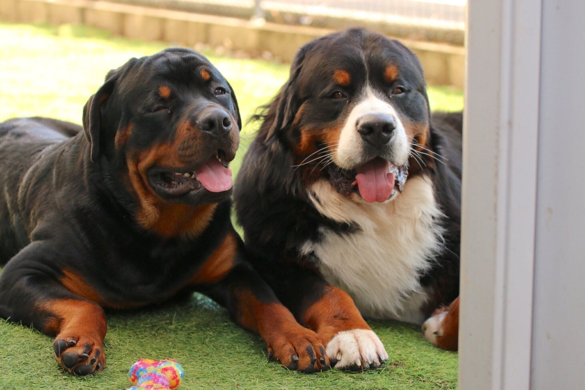 仲良しなセドリックくん、タイカンくん