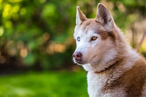 シベリアン・ハスキー