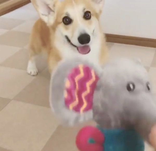 お尻がかわいいコーギー