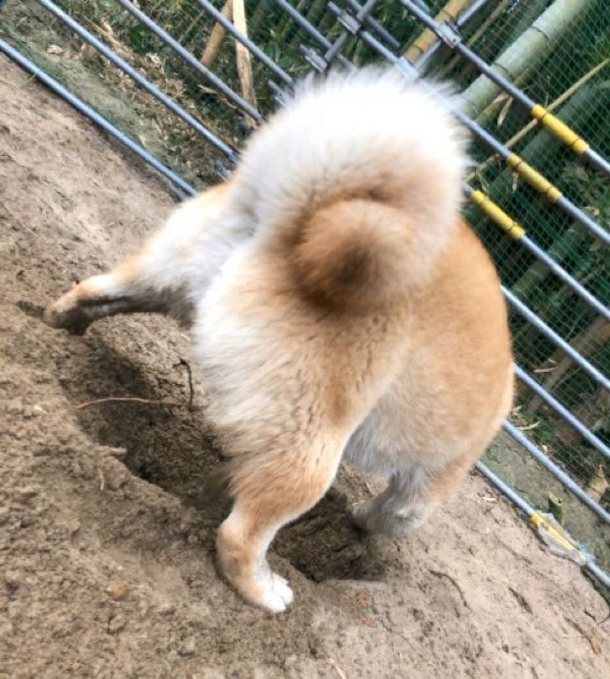 穴掘りする柴犬を後ろから撮影 かっけぇ 最高か とファン大興奮 いぬのきもちweb Magazine 穴掘りする柴犬を後ろから撮影 かっけぇ 最高か とファン大興奮 いぬのきもちweb Magazine