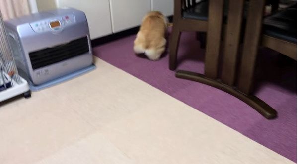 爆走するコーギー