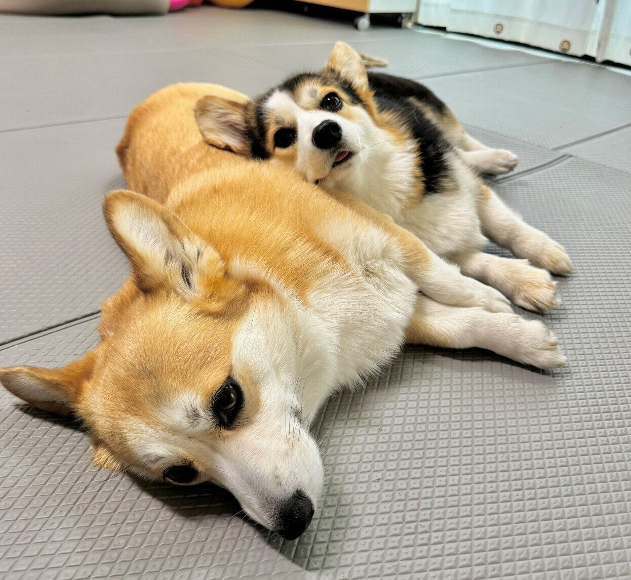 コパンちゃんにくっつくポルテちゃん