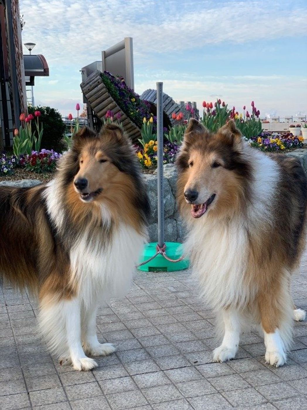 犬が逆立ちしてオシッコする理由は 獣医師の先生に聞いてみた いぬのきもちweb Magazine 犬が逆立ちしてオシッコする理由は 獣医師の先生に聞いてみた いぬのきもちweb Magazine