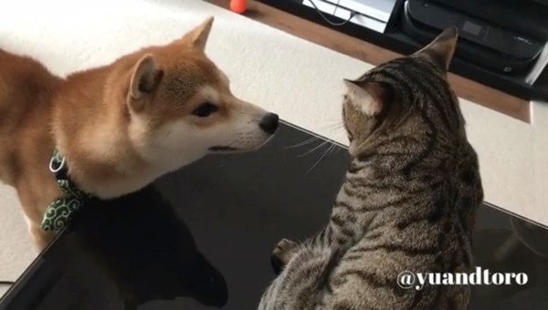 ゆうくんととろくん