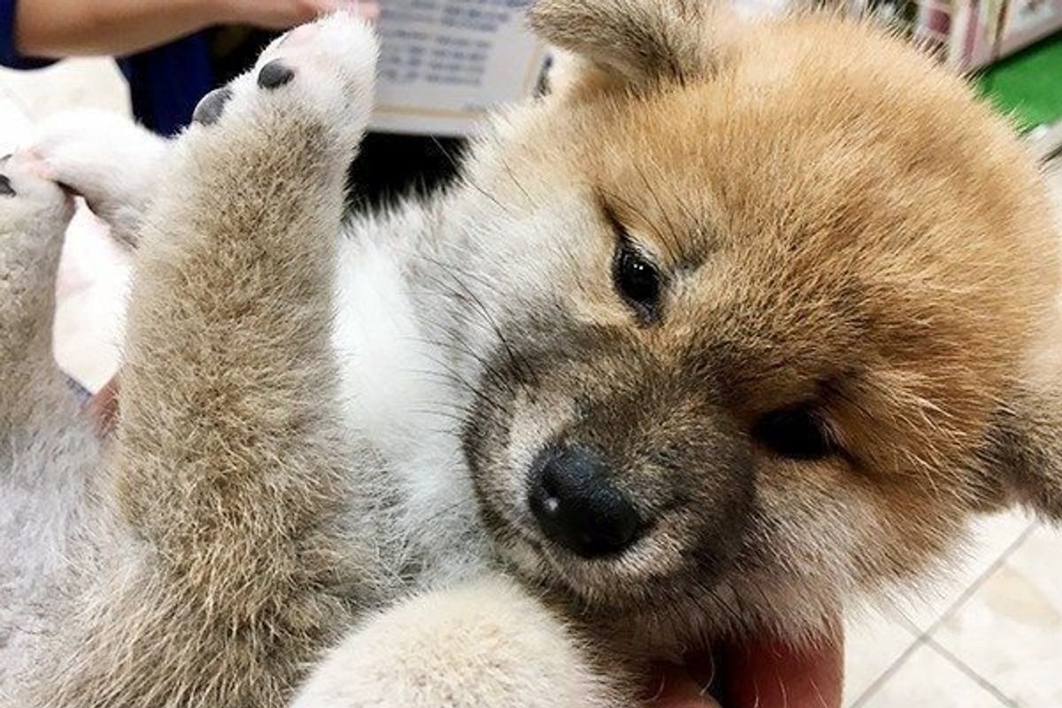 写真で間違い探し 犬が嫌がる初対面の人の接し方2つ いぬのきもちweb Magazine 写真で間違い探し 犬が嫌がる初対面の人の接し方2つ いぬのきもちweb Magazine