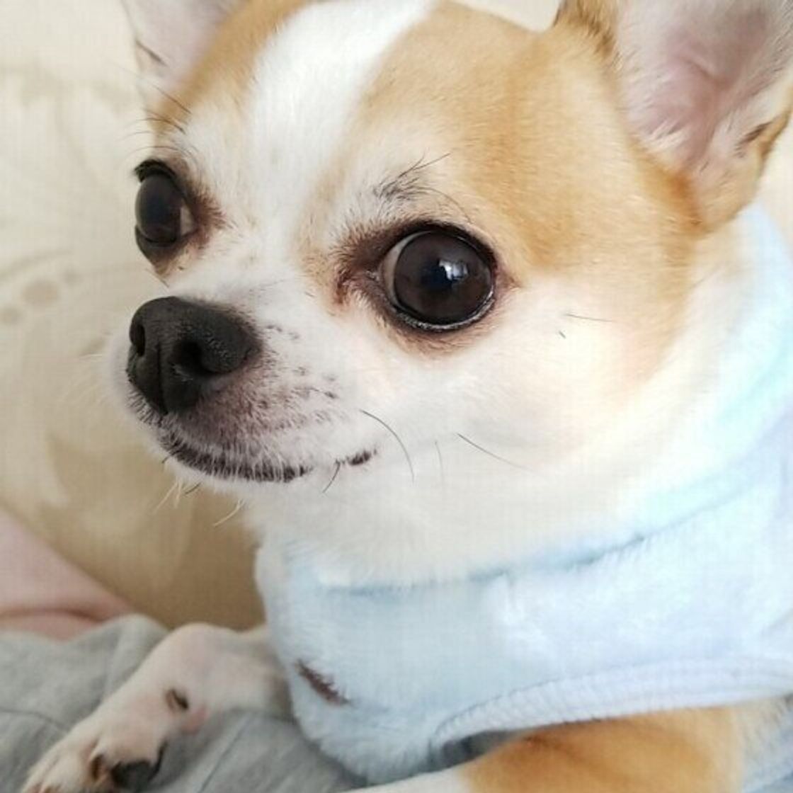 獣医師監修 犬に白菜を与えるときは注意が必要 与えるメリットとデメリットを解説 いぬのきもちweb Magazine 獣医師監修 犬に白菜を与えるときは注意が必要 与えるメリットとデメリットを解説 いぬのきもちweb Magazine