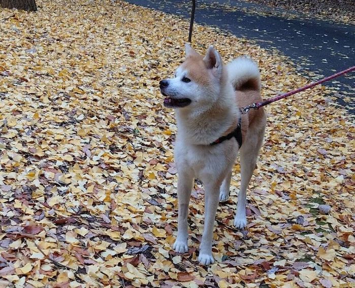 初めて訪れた公園を楽しむ秋田犬