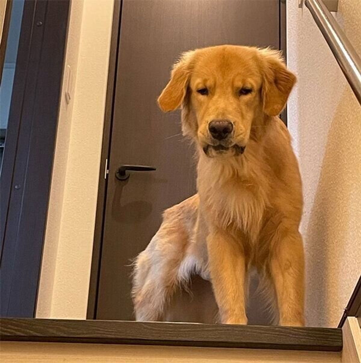 ゴールデン子犬の 半年前と現在 を比較した結果 急成長ぶりがスゴかった いぬのきもちweb Magazine ゴールデン子犬の 半年前と現在 を比較した結果 急成長ぶりがスゴかった いぬのきもちweb Magazine