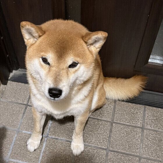 コテツ  柴朝の寝起きのコテツ