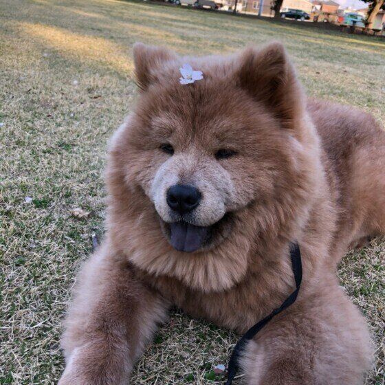 桜を頭に乗せたチャウ・チャウ