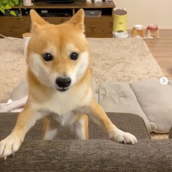飼い主さんの浮気を知り問い詰めるにこちゃん