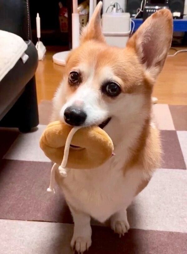 おもちゃをくわえるSarahちゃん