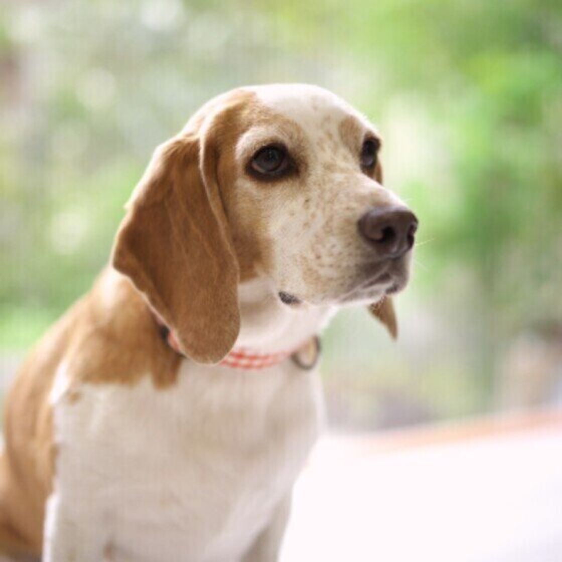 獣医師監修 犬にアボカドはng 食べてしまったときの症状と対処方法 いぬのきもちweb Magazine 獣医師監修 犬にアボカドはng 食べてしまったときの症状と対処方法 いぬのきもちweb Magazine