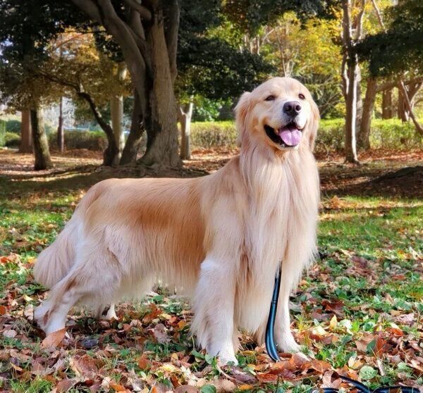 お散歩中のアランくん