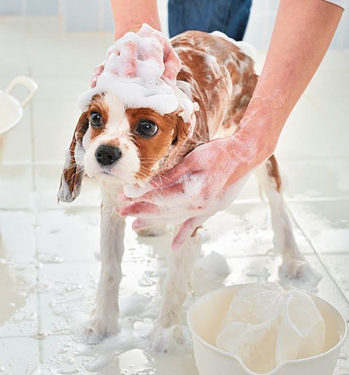 犬のシャンプー