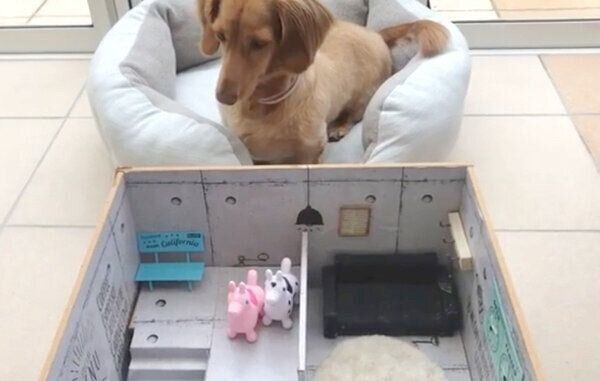 シュガちゃんを探すシフォンちゃん