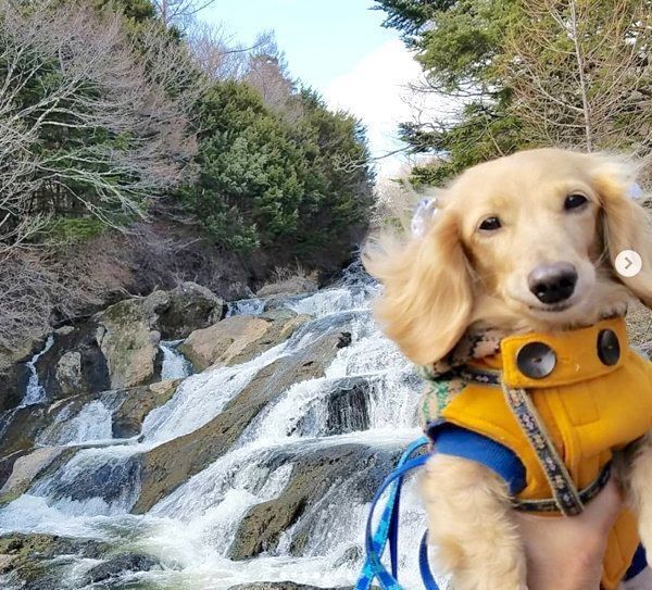 元繁殖犬・伶音ちゃん