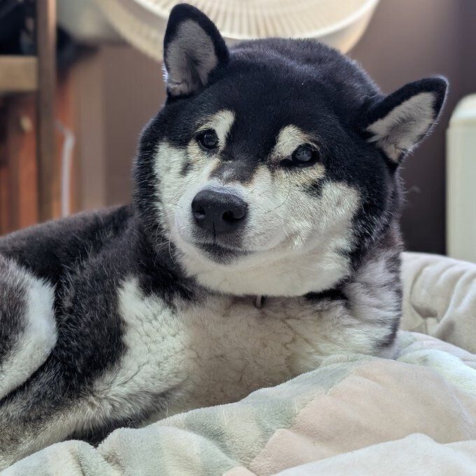 柴犬の春吉くん