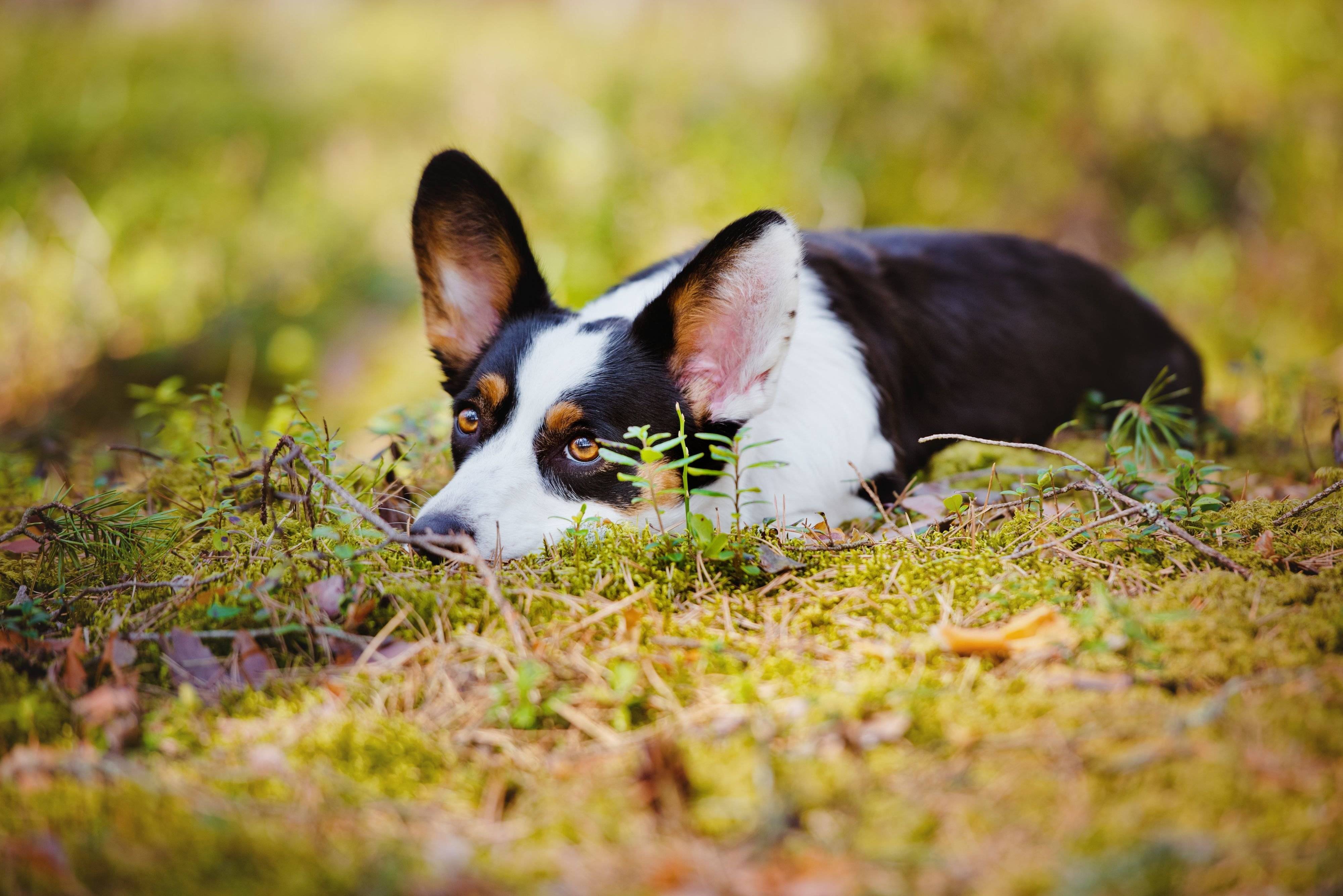 ウェルシュ・コーギー・カーディガン