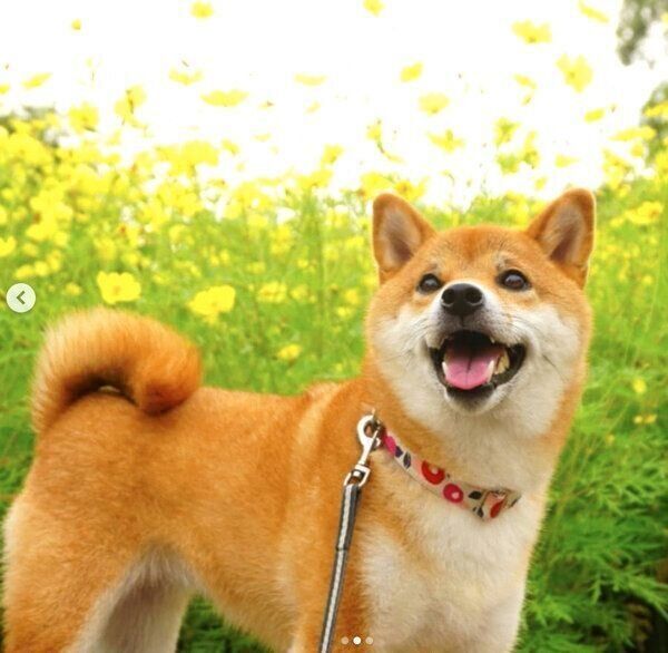 笑顔のコマリちゃん