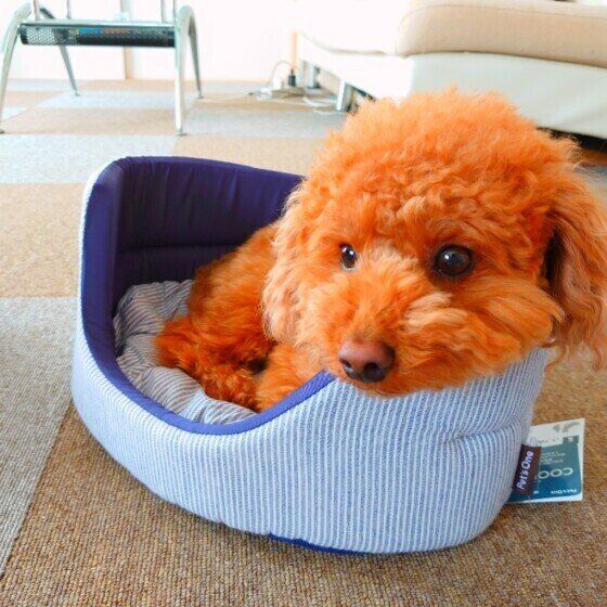 ベッドにすっぽり収まるトイ・プードル