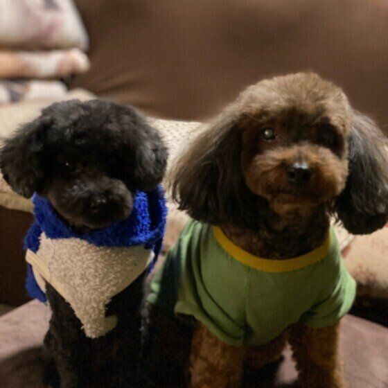 トイ・プードルのクゥくん