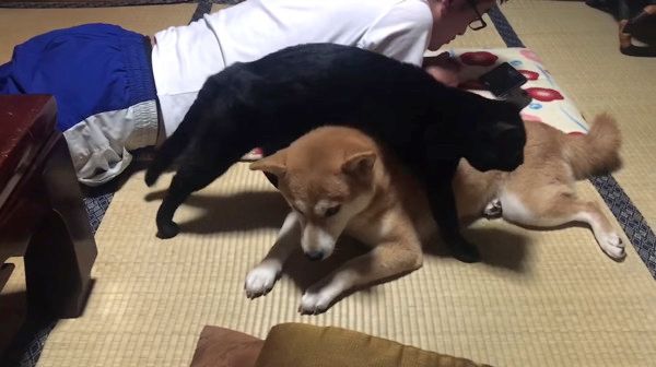 しょぼんワンコ