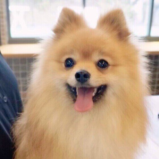 Pommeくん（ポメラニアン）