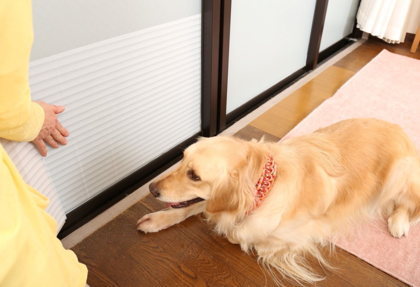 貼るだけ 置くだけ おうちの愛犬吠え防止アイデア5選 いぬのきもちweb Magazine 貼るだけ 置くだけ おうちの愛犬吠え防止アイデア5選 いぬのきもちweb Magazine