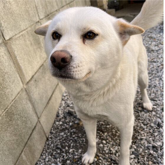 ムサシ  Ｍｉｘ（雑種）中型犬　ヒコーキ耳かわいすぎる